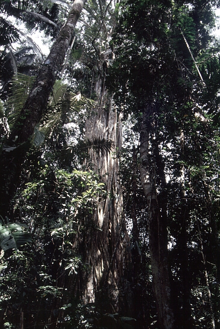 zAmazonas-Dschungel